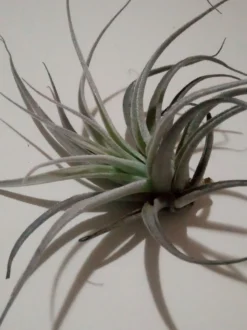 Tillandsia Leonamiana Clavel Del Aire Tillandsias
