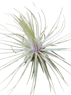 Tillandsia Magnusiana Clavel Del Aire Tillandsias