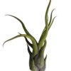 Tillandsia Medusa Clavel Del Aire Tillandsias