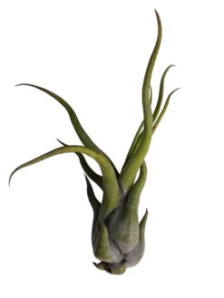 Tillandsia Medusa Clavel Del Aire Tillandsias