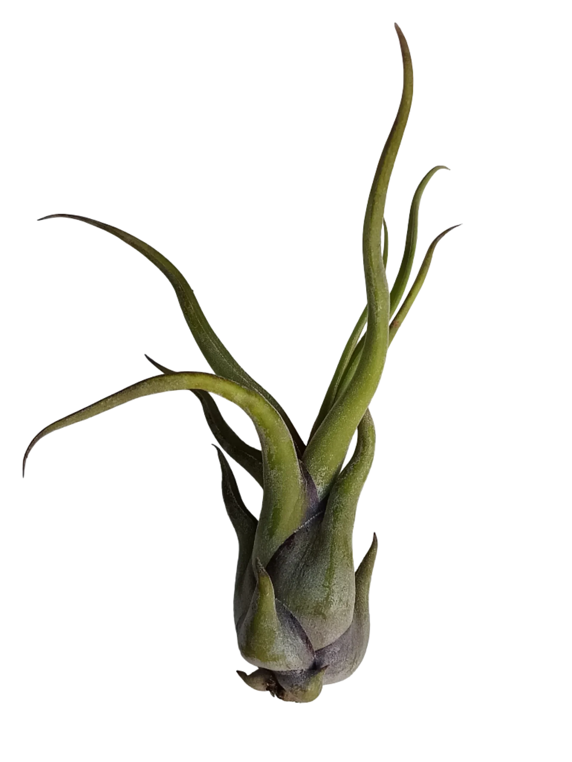 Tillandsia Medusa Clavel Del Aire Tillandsias