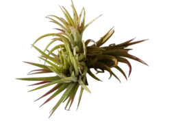 Tillandsia Mexico Planta Natural Clavel Del Aire Colgante