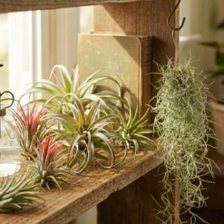 Tillandsia Musgo Español 3 Unidades - Planta De Aire Decorativa