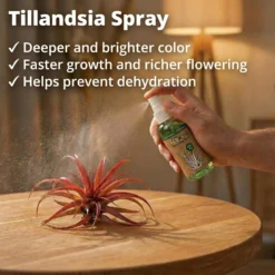 Tillandsia Musgo Español 3 Unidades - Planta De Aire Decorativa