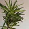 Tillandsia Neglecta Planta Del Aire