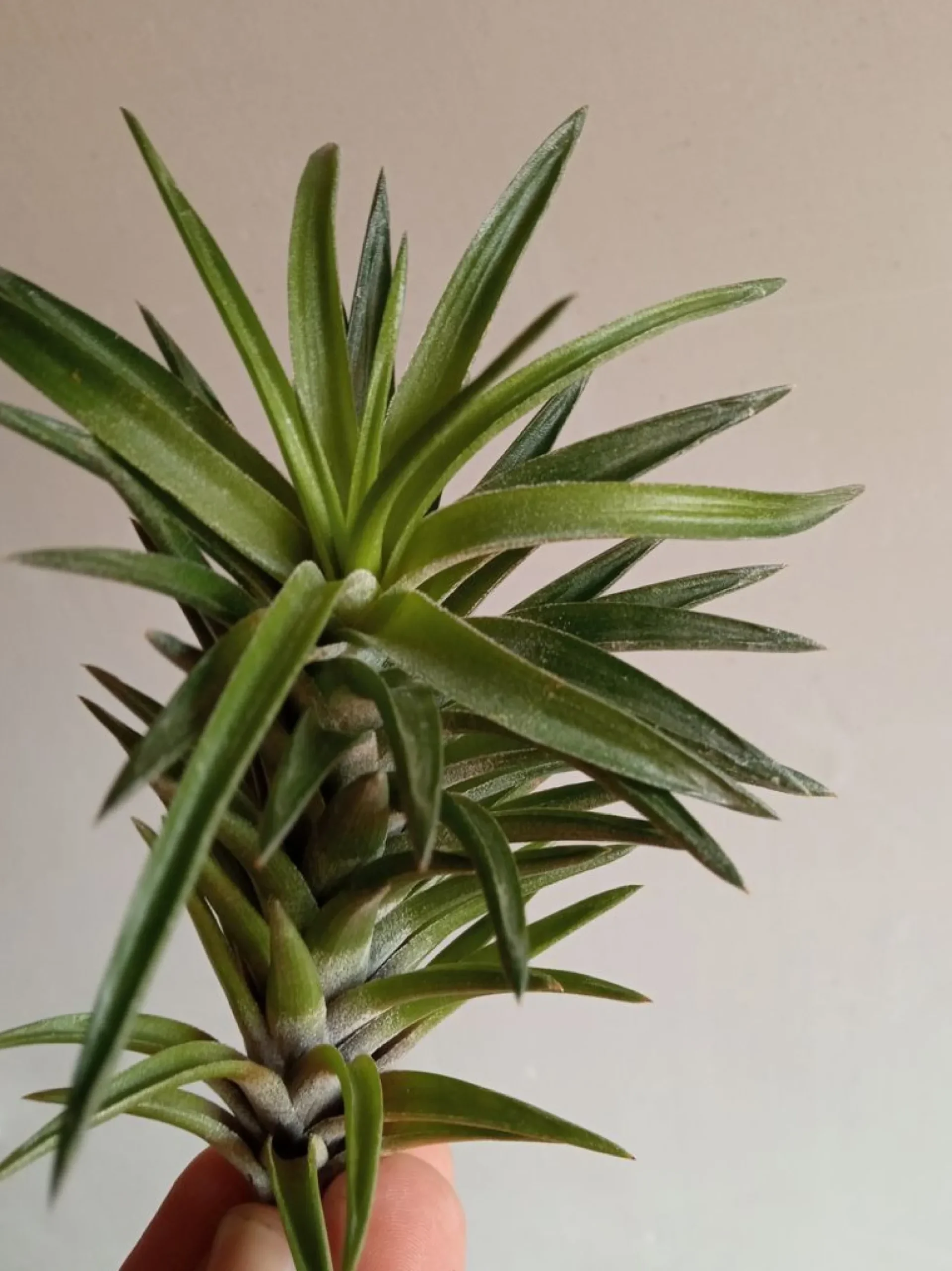 Tillandsia Neglecta Planta Del Aire