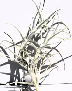 Tillandsia paleacea; planta del aire plateada; Curiosarium; altura 25 cm, diámetro 15-20 cm