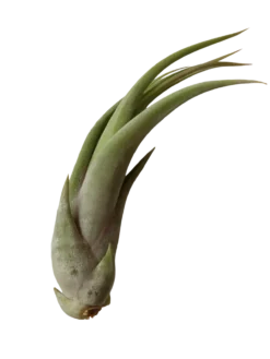 Tillandsia Paucifolia Planta Interior Clavel Del Aire
