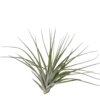 Tillandsia Petropolis Planta Natural Clavel Del Aire