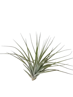 Tillandsia Petropolis Planta Natural Clavel Del Aire