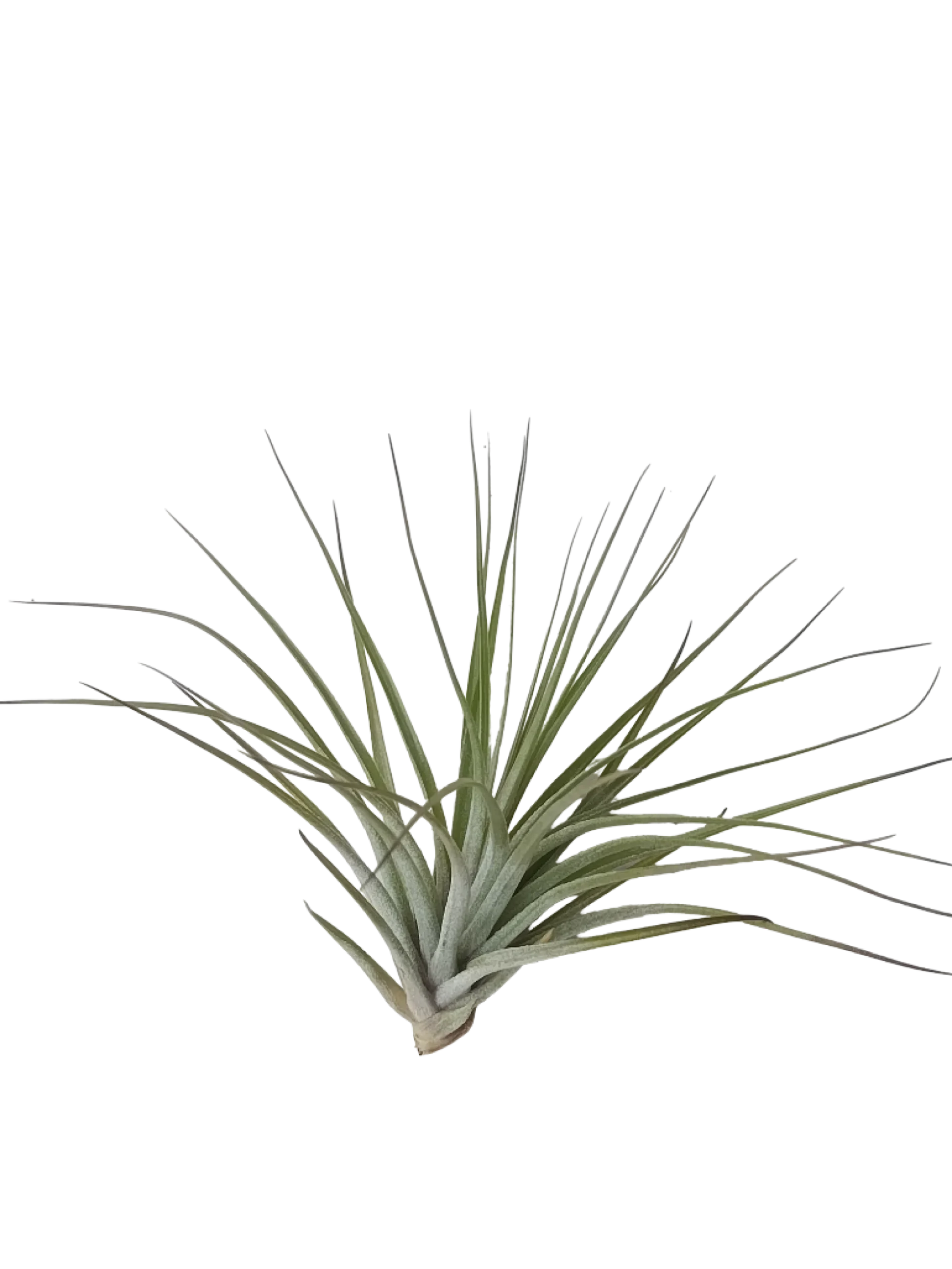 Tillandsia Petropolis Planta Natural Clavel Del Aire