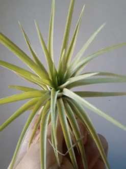 Tillandsia Plagiotropica Planta Clavel Del Aire