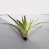 Tillandsia plagiotropica; planta del aire verde plateada; Curiosarium; altura 10-12 cm, diámetro 12-15 cm