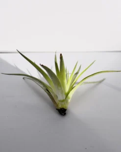 Tillandsia plagiotropica; planta del aire verde plateada; Curiosarium; altura 10-12 cm, diámetro 12-15 cm