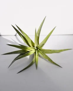 Tillandsia plagiotropica; planta del aire verde plateada; Curiosarium; altura 10-12 cm, diámetro 12-15 cm