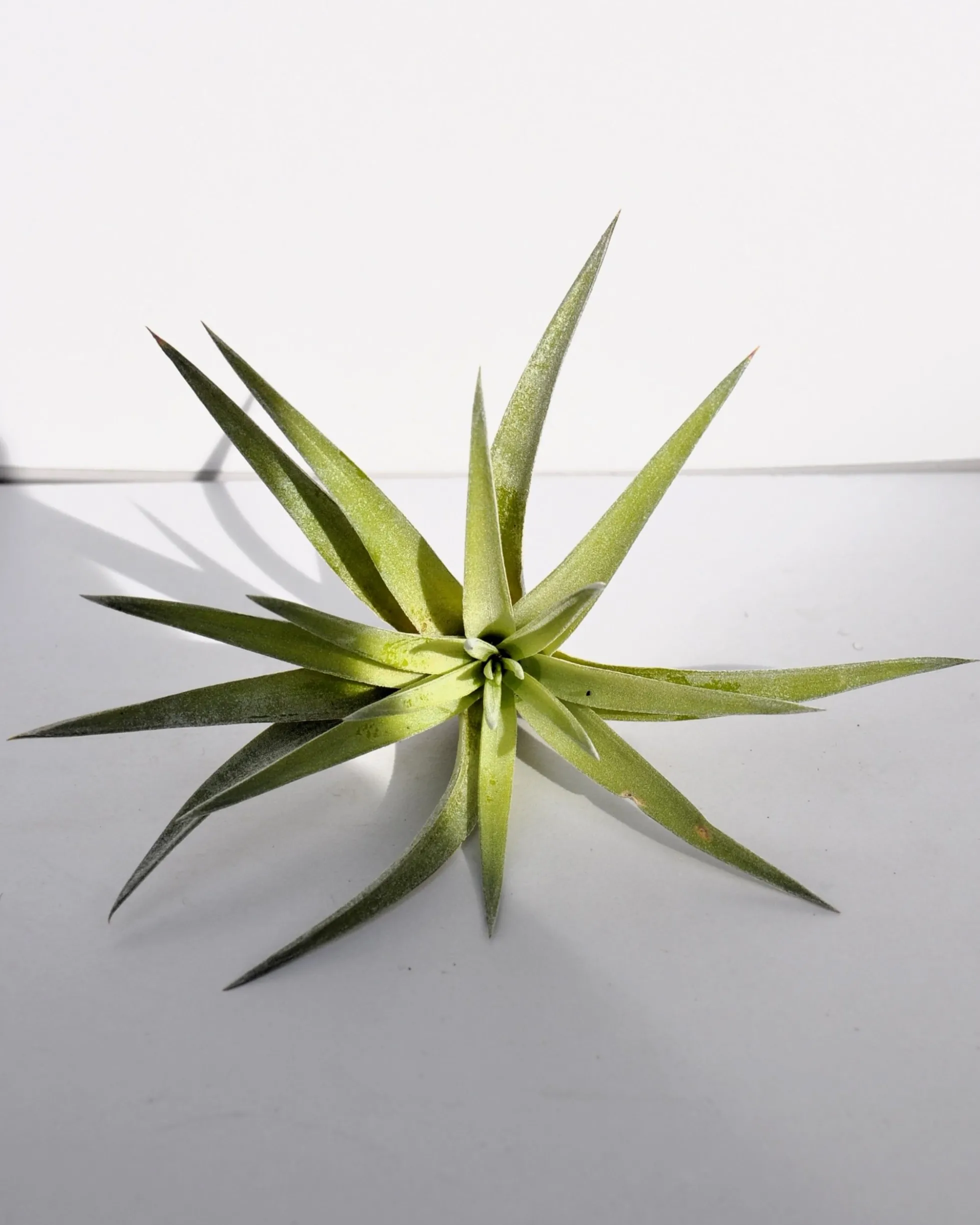 Tillandsia plagiotropica; planta del aire verde plateada; Curiosarium; altura 10-12 cm, diámetro 12-15 cm