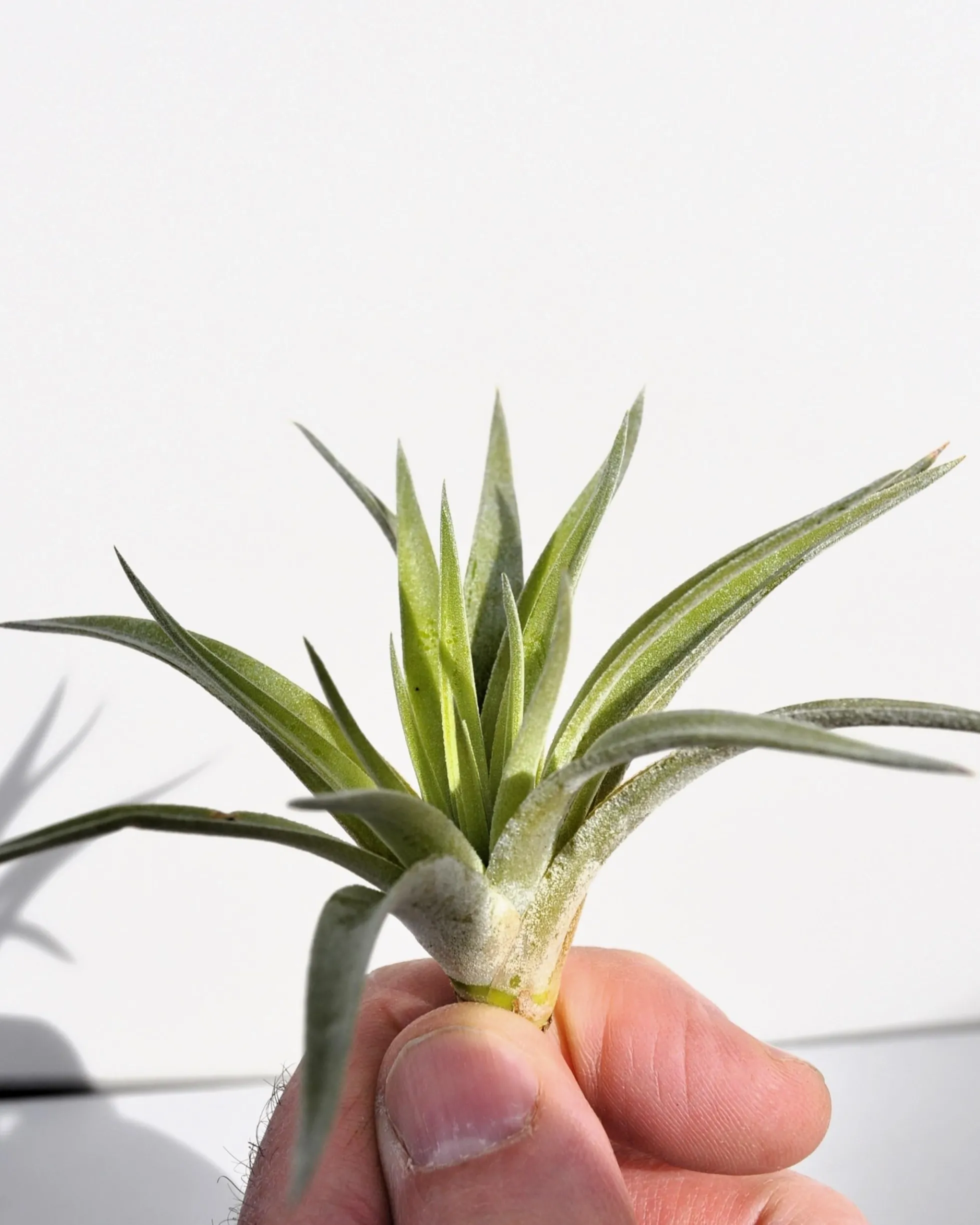 Tillandsia plagiotropica; planta del aire verde plateada; Curiosarium; altura 10-12 cm, diámetro 12-15 cm