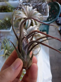 Tillandsia Pruinosa, Clavel Del Aire Tillandsias