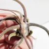 Tillandsia pruinosa; pulpo vegetal, planta del aire; Curiosarium; altura 10 cm, diámetro 6-10 cm