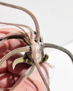 Tillandsia pruinosa; pulpo vegetal, planta del aire; Curiosarium; altura 10 cm, diámetro 6-10 cm