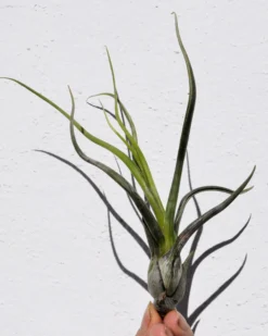 Tillandsia pseudobaileyi [small]; planta del aire, fácil cultivo; Curiosarium; altura 15 cm, diámetro 8 cm