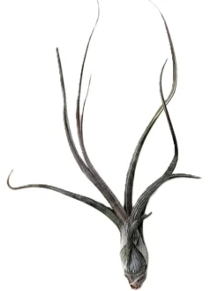 Tillandsia pseudobaileyi [small]; planta del aire, fácil cultivo; Curiosarium; altura 15 cm, diámetro 8 cm