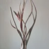 Tillandsia Pseudobaleyi Clavel De Aire Tillandsias