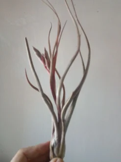 Tillandsia Pseudobaleyi Clavel De Aire Tillandsias
