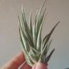 Tillandsia Pueblensis Planta Clavel Del Aire