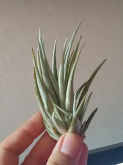 Tillandsia Pueblensis Planta Clavel Del Aire