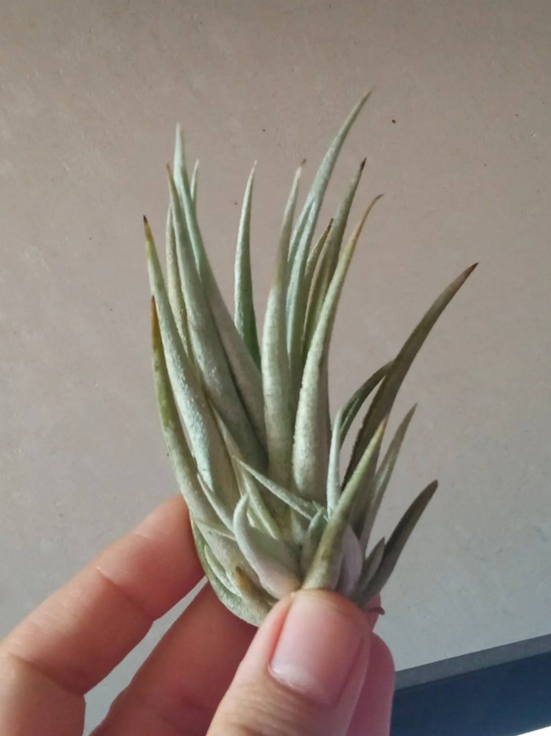 Tillandsia Pueblensis Planta Clavel Del Aire