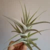 Tillandsia Purpurea Planta Aire Clave Tilandsias