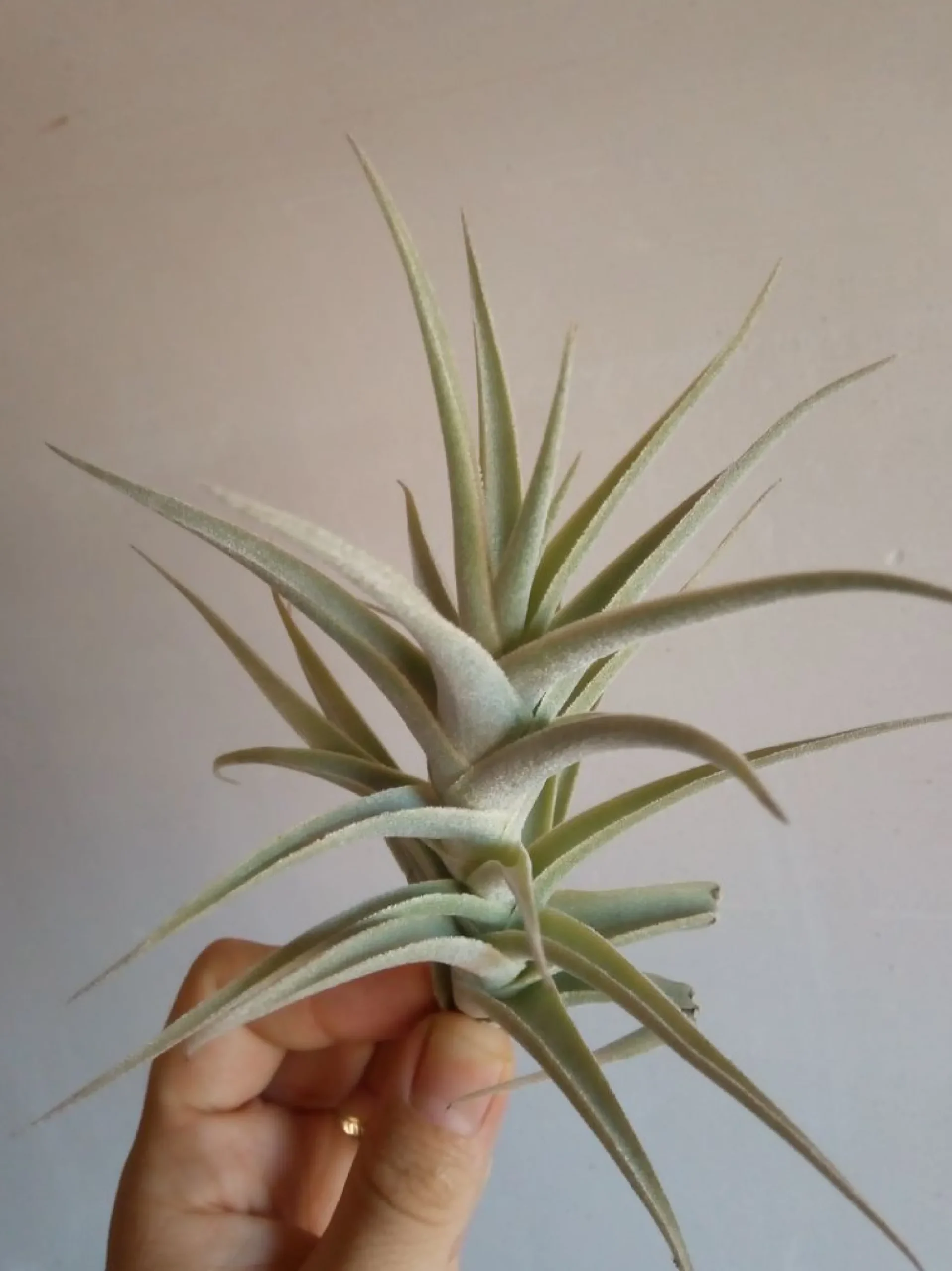 Tillandsia Purpurea Planta Aire Clave Tilandsias
