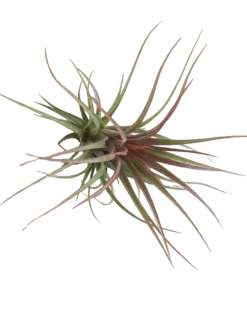 Tillandsia Rainforest Red Planta