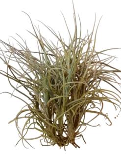 Tillandsia Recurvata Planta Natural Clavel Del Aire
