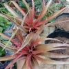 Tillandsia Red Star M Planta Clavel Del Aire