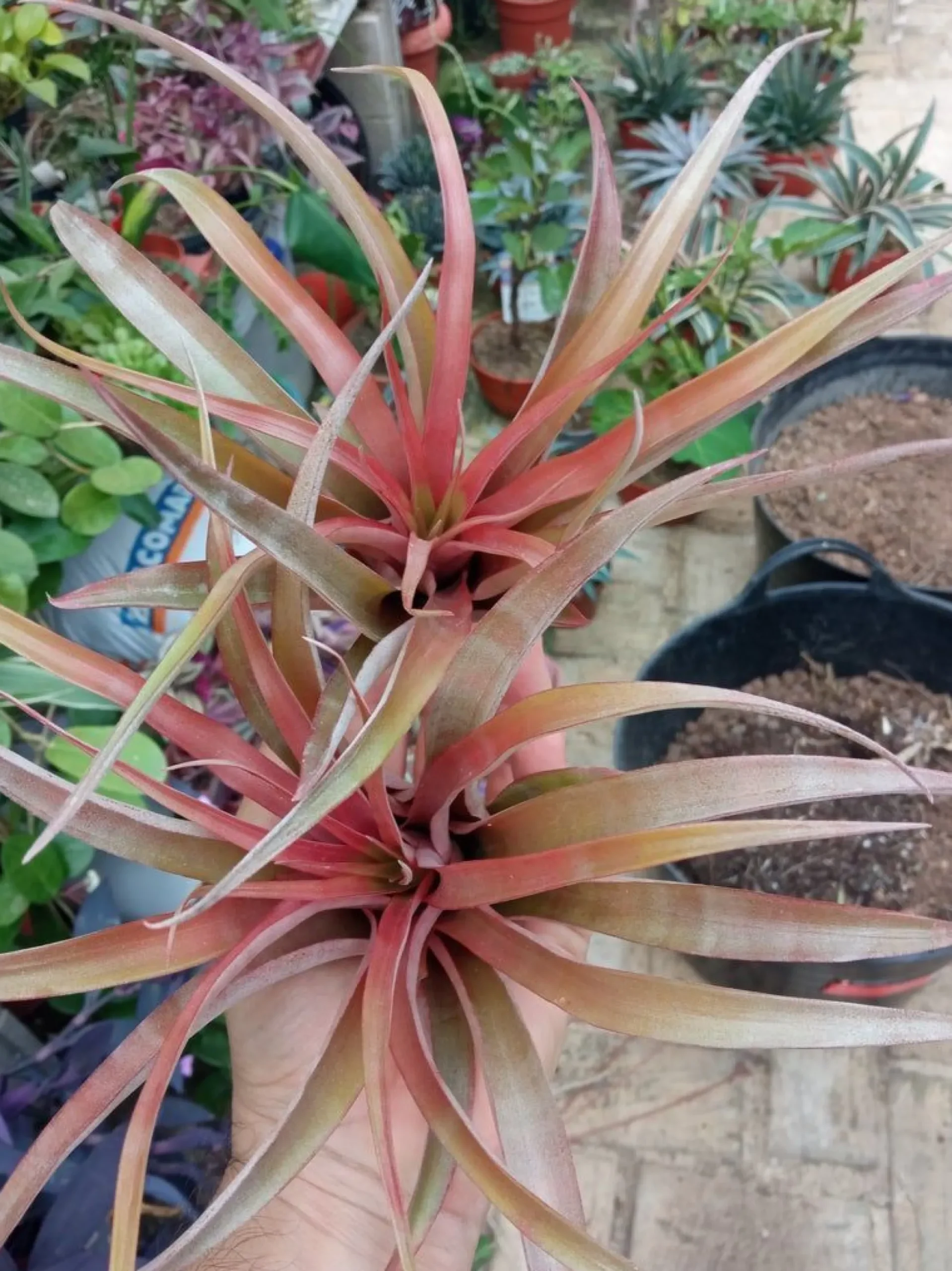 Tillandsia Red Star M Planta Clavel Del Aire