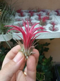 Tillandsia Rojo Fuego Ionantha Planta Clavel Aire
