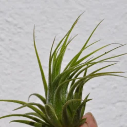 Tillandsia scaposa; planta del aire, ideal para principiantes; Curiosarium; altura 8-10 cm, diámetro 8-10 cm