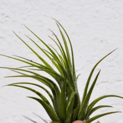 Tillandsia scaposa; planta del aire, ideal para principiantes; Curiosarium; altura 8-10 cm, diámetro 8-10 cm