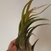 Tillandsia Seleriana Clavel Del Aire Bromelia