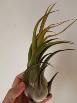 Tillandsia Seleriana Clavel Del Aire Bromelia