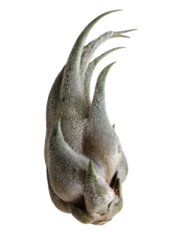 Tillandsia Seleriana Mini Planta Natural Clavel Del Aire 5-7 Cms