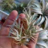 Tillandsias Palaecea Minor Planta Del Aire