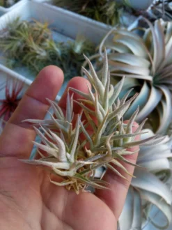 Tillandsias Palaecea Minor Planta Del Aire