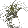 Tillandsia Stricta Planta Clavel Del Aire