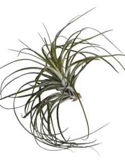 Tillandsia Stricta Planta Clavel Del Aire