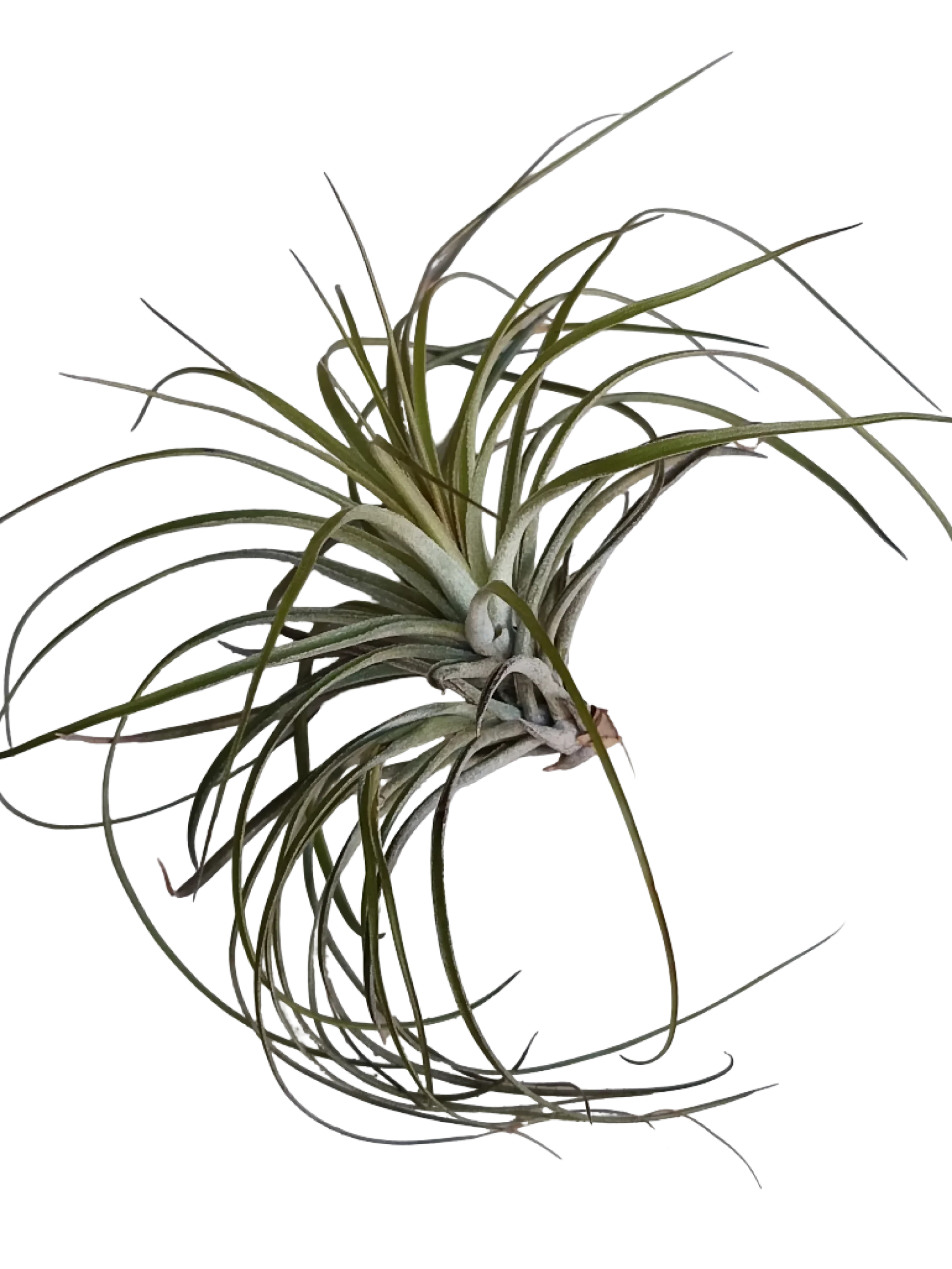 Tillandsia Stricta Planta Clavel Del Aire