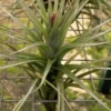 Tillandsia tenuifolia; planta del aire, ideal para principiantes; Curiosarium; atura 8-10 cm, diámetro 8-10 cm