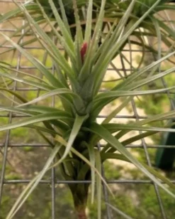 Tillandsia tenuifolia; planta del aire, ideal para principiantes; Curiosarium; atura 8-10 cm, diámetro 8-10 cm
